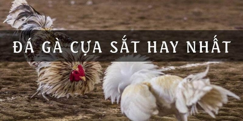 Đá Gà Cựa Sắt - Nghệ Thuật Đấu Trí và Sức Mạnh Gà Chiến